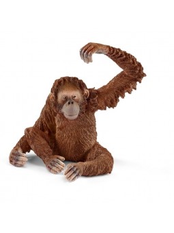 Orang-outan femelle