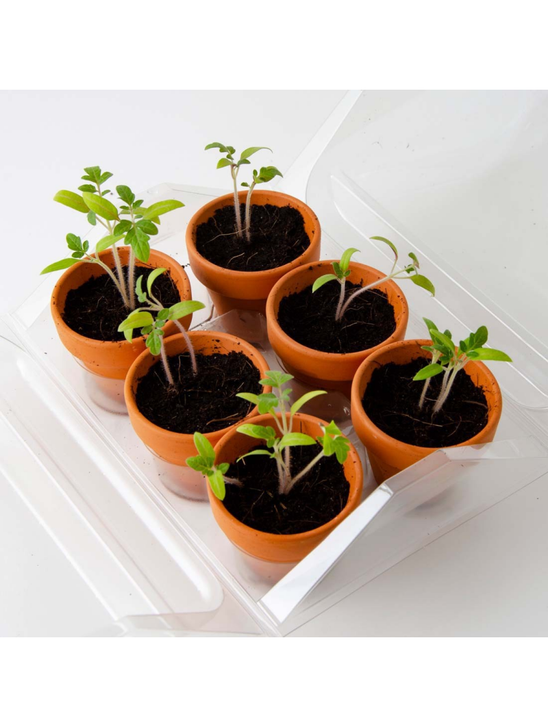 Mini outil de plantation en pot, outils de jardinage créatifs Mini
