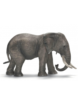 Elephant d'Afrique Femelle