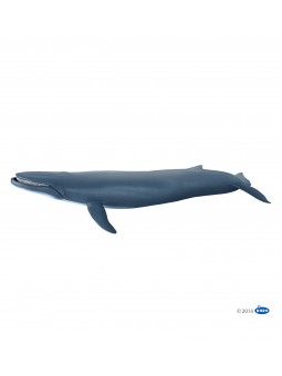 Baleine bleue