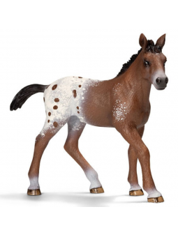 Poulain Appaloosa