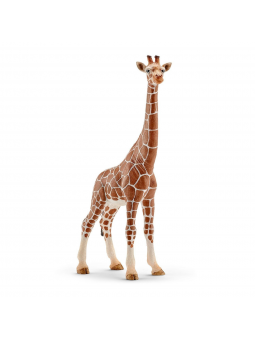 Girafe femelle