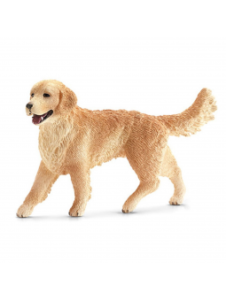 Golden Retriever femelle