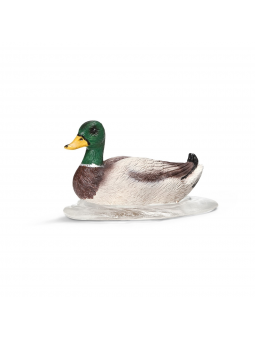 Canard nageant