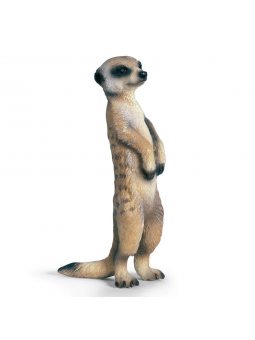 Suricate debout