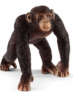 Chimpanzé mâle