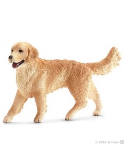 Golden Retriever femelle