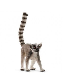 Lemur catta