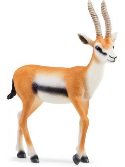 Gazelle de Thomson