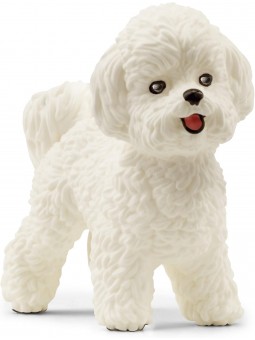 Bichon frisé